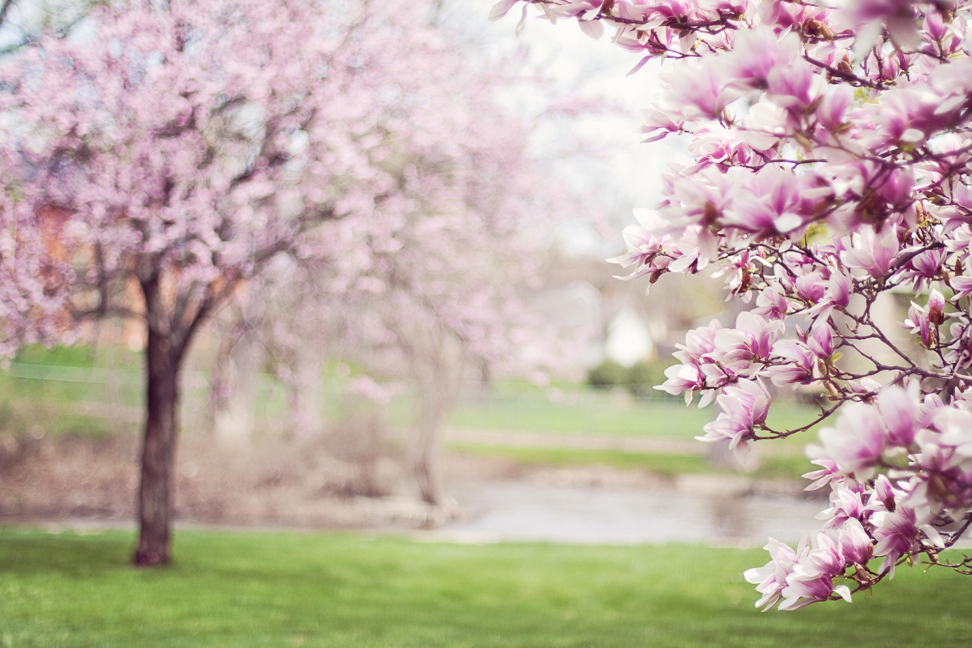 Bilden visar flera magnoliaträd i blomster.